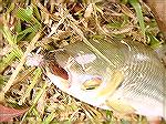 Close up of Grass Carp - Fly Fishing