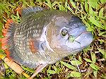 Red tail Gourami on Hopper - Fly Fishing