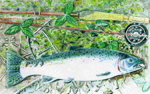 Steelhead Drawing