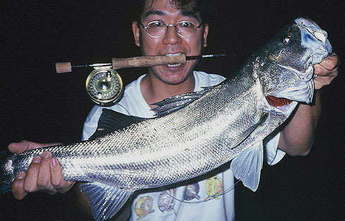 Japanese Seabass 