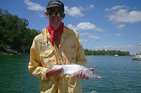 tarpon ,Australia