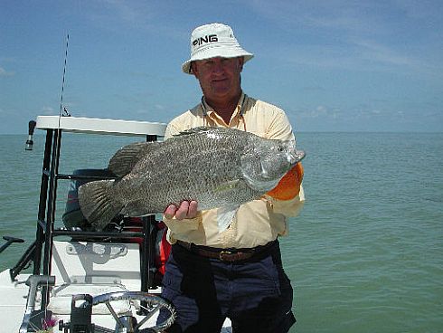 ''Glades Tripletail