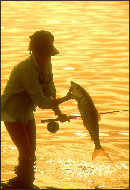 Bonefish