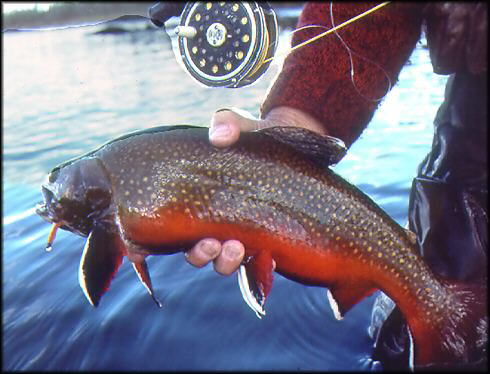 Colorful Brookie