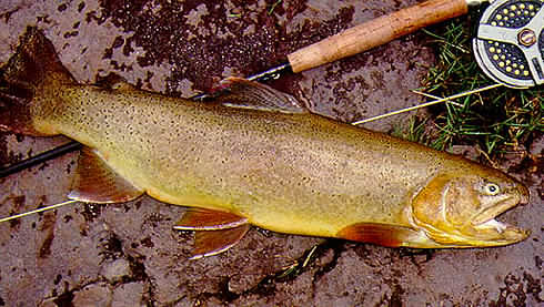 Apache Trout 2