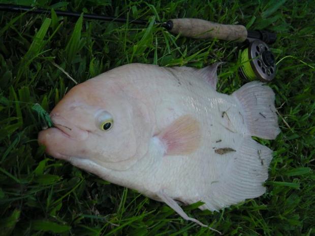 Close up on the Pink Gourami