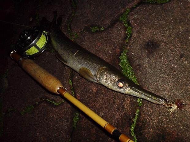 Alligator Gar on Stimulator