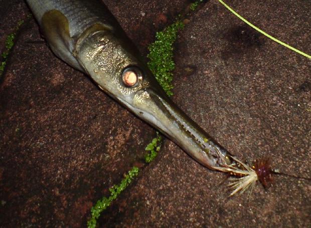 Alligator Gar - Close Up