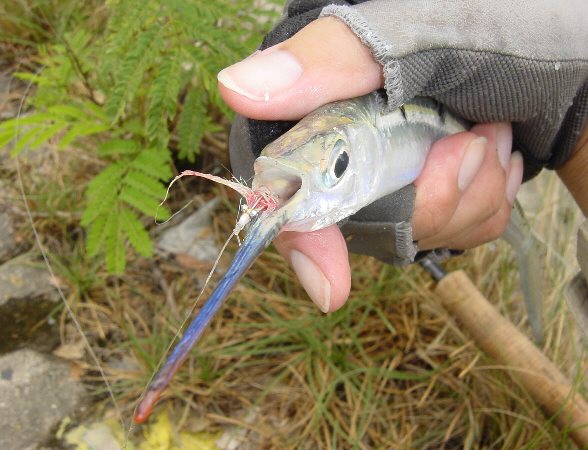 Close up of a Ballyhoo.