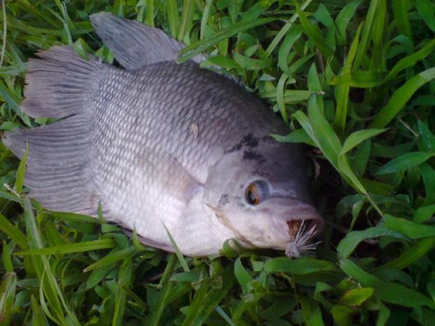 Gourami on Dave Hopper.