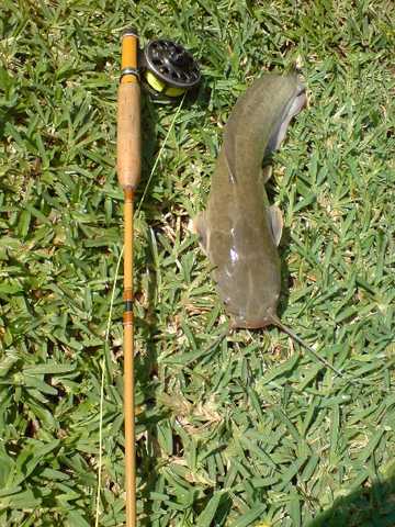 Catfish on the streamer.