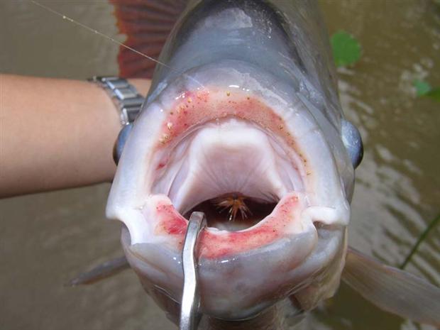 Giant Gourami