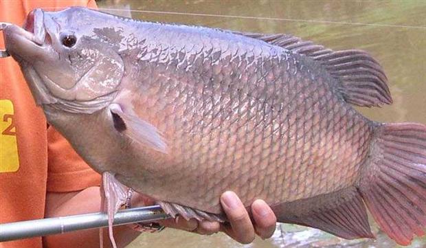 Here's the same Giant Gourami