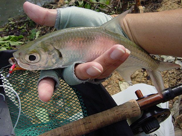 Juvenile Indo-Pacific Tarpon