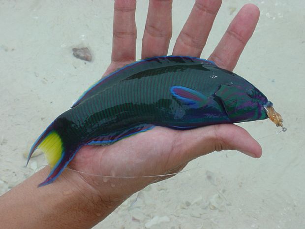 Lyre Tail Wrasse 