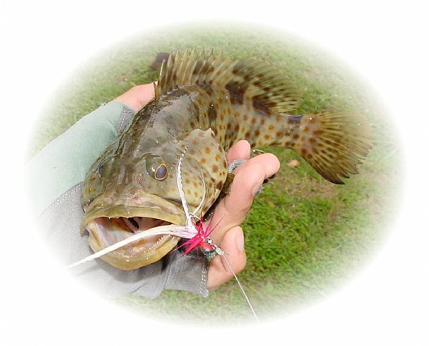 Grouper on Pink Thing