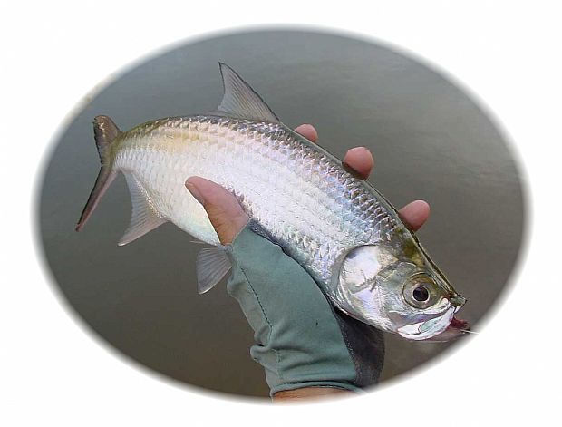 Indo-Pacific Tarpon