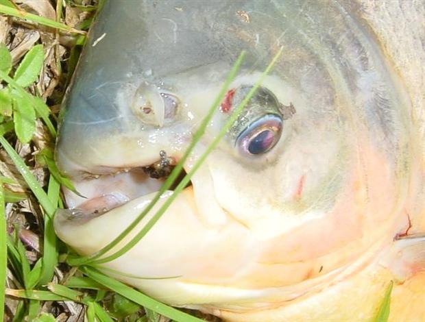 Pacu on Mono Eye Thorax Nymph.