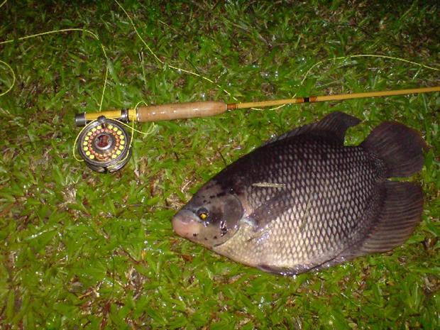 Gourami on white muddler