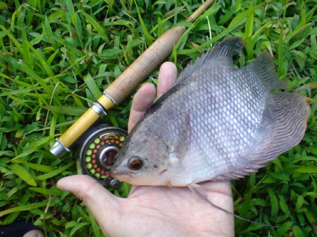 Heeheehee,,,,Go..Go... Gourami 