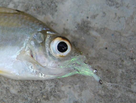 Asiatic Glassfish 