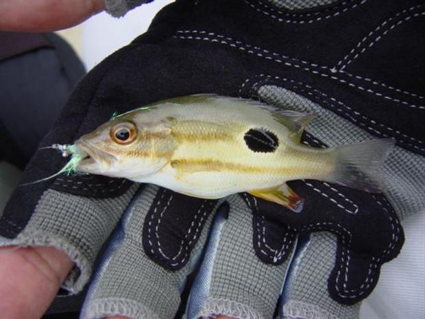 Fingermark Snapper on charlie