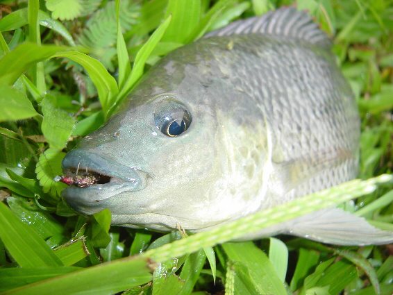 Tilapia on Nymph