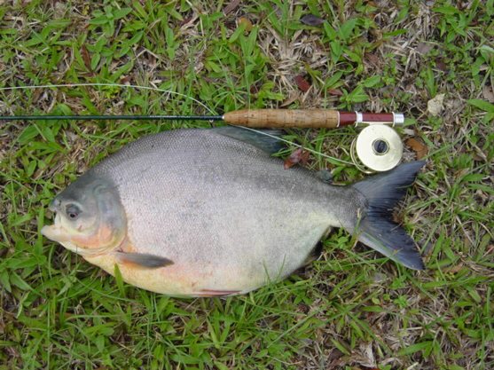 Pacu caught on 0ught wt set