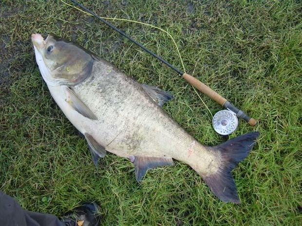 Big Head Carp on 4 wt.