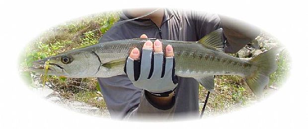 Cuda on Bucktail