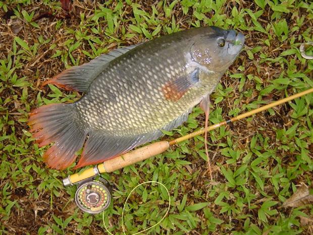 Hopper for Gourami