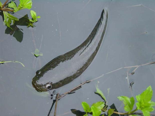 Snakey on a Tarpon fly