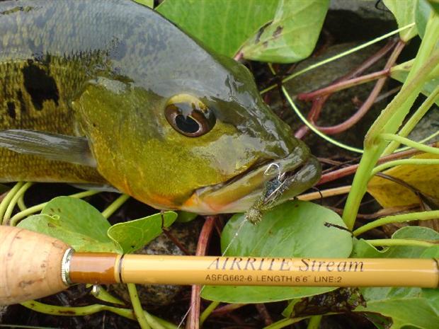 Peacock Bass on Hopper