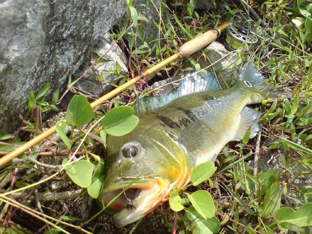 Peacock on Muncher Nymph.