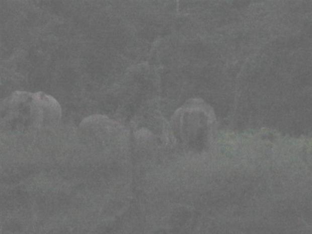Elephants in the evening
