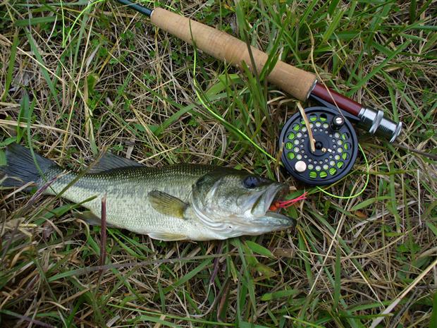 Largemouth Bass