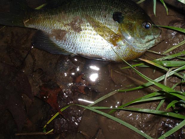 Fat Little Blue Gill