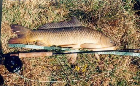 carp