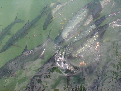 Robbie's Tarpon