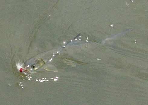 Baby Giant Herring on Muddler