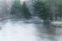 Michigan Spring Steelhead