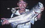 Japanese Seabass  - Fly Fishing