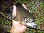 Arrowana in the evening - Fly Fishing