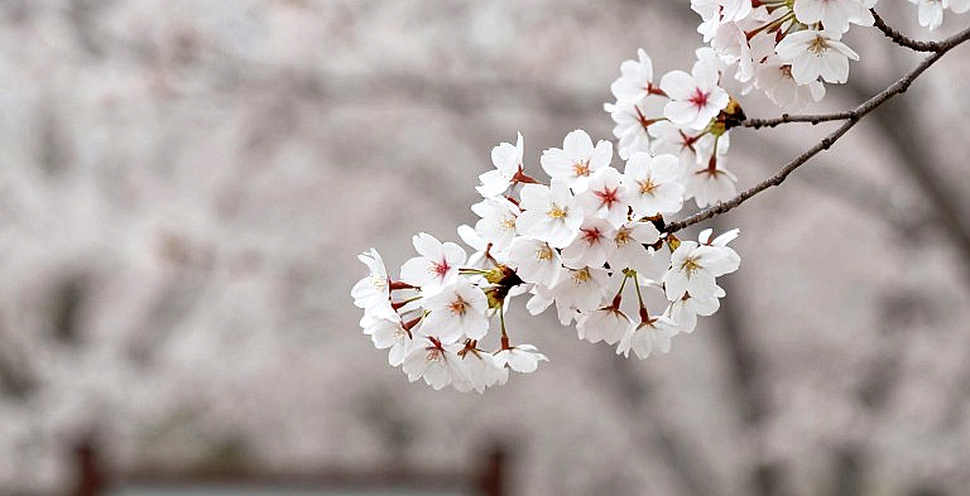 Dương Thúy Vi và 0,133 điểm: Nhịp trống cuối cùng của wushu Việt Nam
