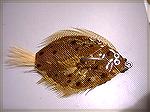 Epoxy Flounder Fly... I think this is relatively new... I am seeking realitic flys yet I want action also..in the fins and other parts..use of feather is extensive in the design.Flounder AroundJohn Mo