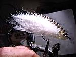 New conceptJungle Cock Feather BrainJohn A. Morin