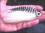 Large 5/0 Trey Combs Feather Brain..Mack imitation for TunaFeather Brain Double DeckerJohn Morin (striblue)