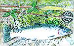 Colored pencil illustration of steelhead trout with flyrod. Others found on http://home.earthlink.net/~dvschnabel 