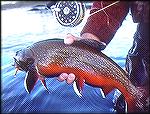 Close up image of a beautifully colored brook trout I caught in the Eagle River watershed area of Labrador.