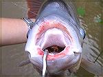 Here's my 1st Giant Gourami on a Size 16 Hairwing Caddis.  Haha!  Great Fight! 